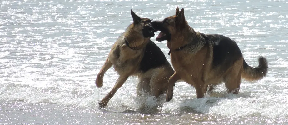 Specialty insurance